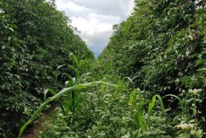 Mix de plantas e1646252409161