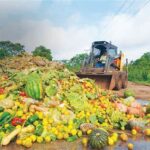 ONU destaca que 30% da produção é descartada