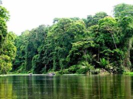 Pesquisas em Florestas Tropicais