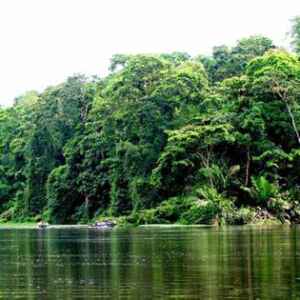 Chamada para Pesquisas em Florestas Tropicais Tem Prazo Ampliado Até 26 de Novembro Pesquisas em Florestas Tropicais