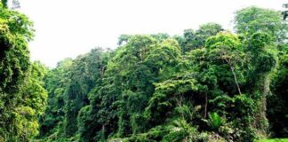 Pesquisas em Florestas Tropicais