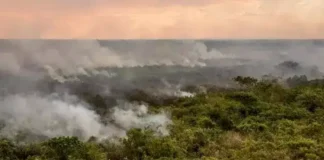 Queimadas de pasto e vegetação nativa (não são contabilizadas como desmatamento), caíram 38% e 7% em 2023