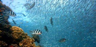 Curso de Cultura Oceânica para Professores