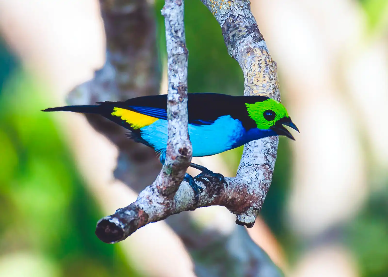 Sete cores da amazonia Tangara chilensis chamada de Fitiaka pelos falantes de Nheengatu e Hiitsa pelos falantes de Baniwa