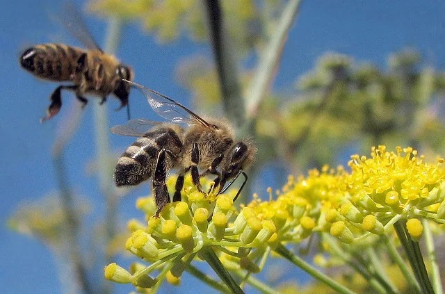 aplicativo brasileiro monitorar desaparecimento abelhas