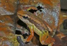 Pesquisadores analisam efeitos das mudanças climáticas em répteis e anfíbios em Roraima mudanças