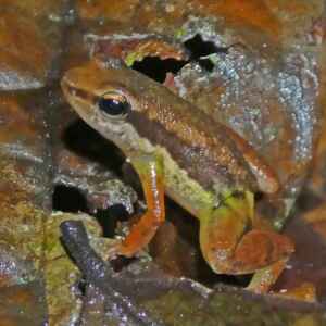 Pesquisadores analisam efeitos das mudanças climáticas em répteis e anfíbios em Roraima mudanças