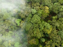 Mercado de Carbono: Potencial Bilionário no Brasil