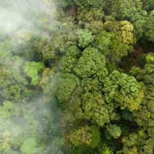 Mercado de carbono: CCEE e a regulamentação com potencial bilionário no Brasil Mercado de Carbono: Potencial Bilionário no Brasil