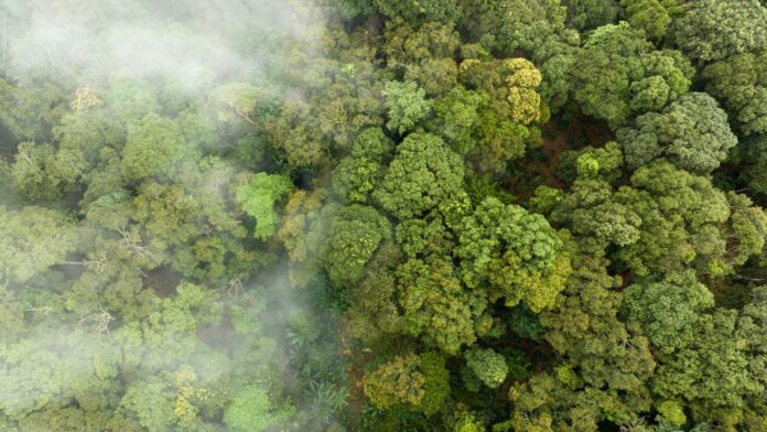 Mercado de Carbono: Potencial Bilionário no Brasil