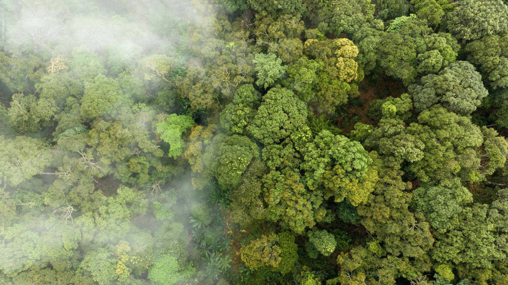 Mercado de Carbono: Potencial Bilionário no Brasil