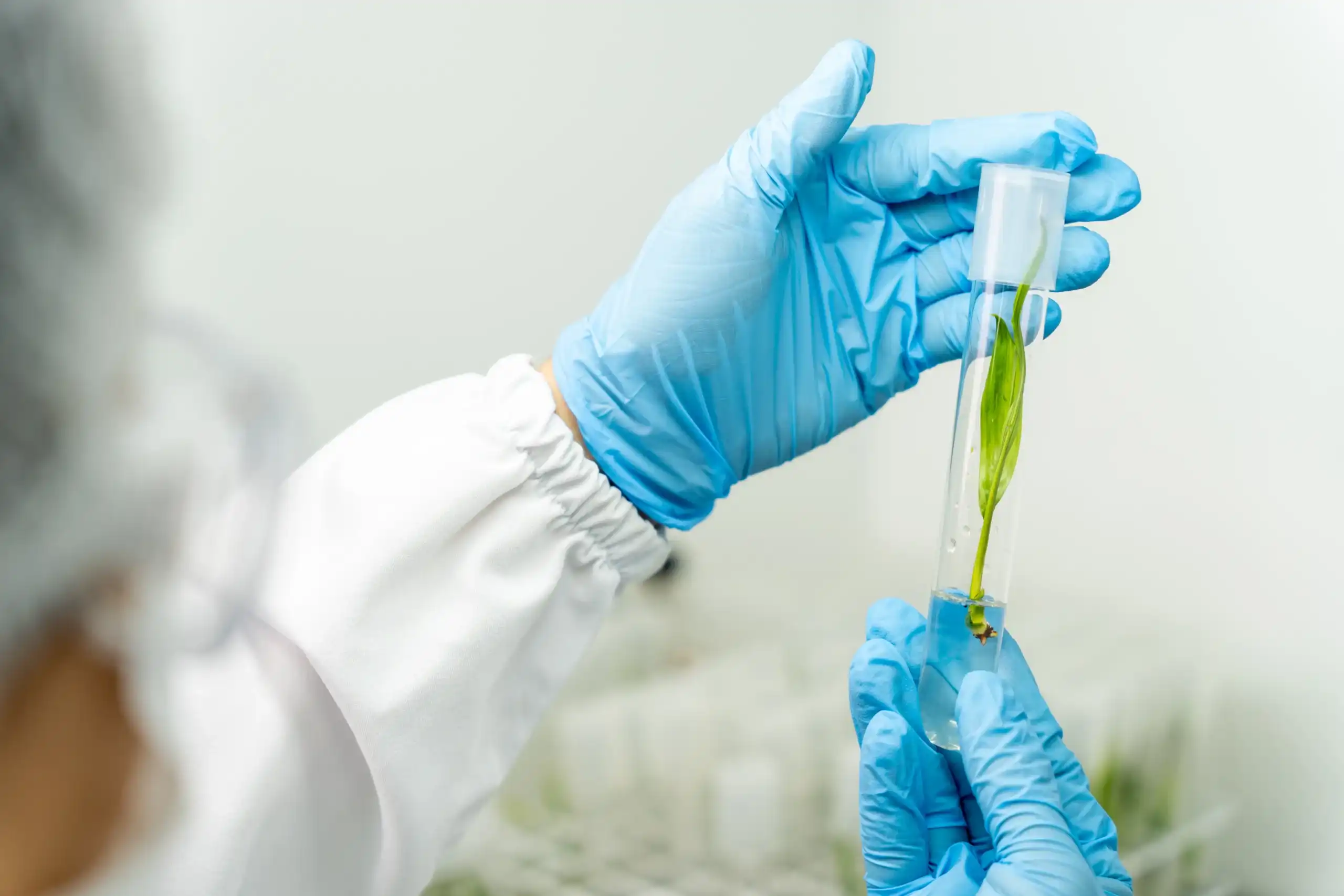 pYpAGCHy-lab-de-mudas-8-scaled-1 Agropalma amplia investimento em inovação e prevê produzir 2 milhões de mudas clonais de palma por ano a partir de 2026