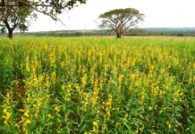 Livro explora os benefícios das plantas de cobertura para a agricultura guia