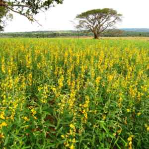 Livro explora os benefícios das plantas de cobertura para a agricultura guia