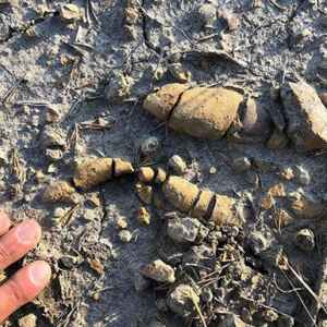 Cocô fossilizado de dinossauros mostra cotidiano deles Cocô fossilizado de dinossauros mostra cotidiano deles