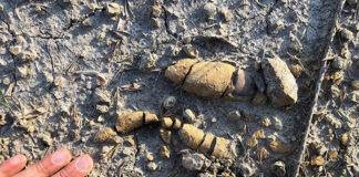 Cocô fossilizado de dinossauros mostra cotidiano deles