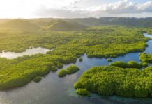 Google investe R$ 20 milhões na sustentabilidade da Amazônia e fortalece a agenda climática global google