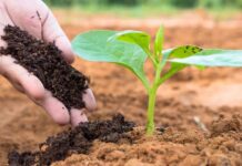 Regulamentação de bioinsumos é aprovada no Senado e vai à sanção senado