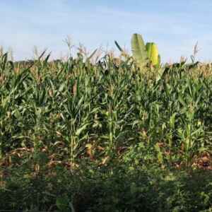 Agroecologia: Uma alternativa sustentável para a agricultura familiar e o meio ambiente Agroecologia