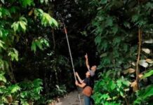 Cartilha “Gigantes da Trilha”: Inventário Florestal de árvores da Escola Bosque no distrito de Outeiro trilha