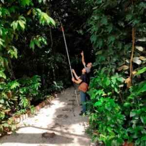 Cartilha “Gigantes da Trilha”: Inventário Florestal de árvores da Escola Bosque no distrito de Outeiro trilha