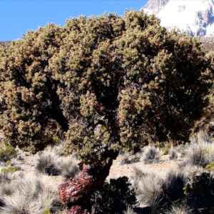 “Árvore-Nuvem”: Uma espécie andina sob ameaça que alimenta o Rio Amazonas árvore