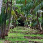 Manejo sustentável ajuda a recuperar produção de açaí no Maranhão manejo
