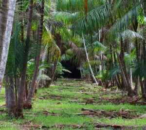 Manejo sustentável ajuda a recuperar produção de açaí no Maranhão manejo
