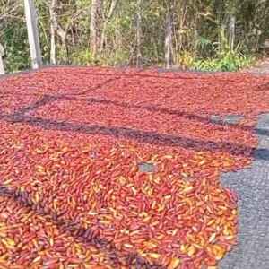 Sementes da árvore de cumaru garante o sustento das comunidades tradicionais da Amazônia cumaru