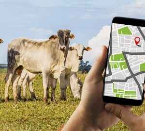 A Revolução Tecnológica no Campo: Como o “RG do Boi” Transforma a Pecuária Brasileira rg