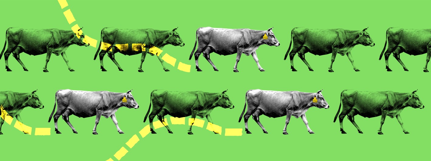 A Revolução Tecnológica no Campo: Como o "RG do Boi" Transforma a Pecuária Brasileira 2 Screenshot 2024 12 20 175234