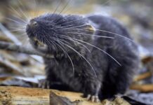 “Rato anfíbio” está entre as 27 novas espécies descobertas na Amazônia peruana rato