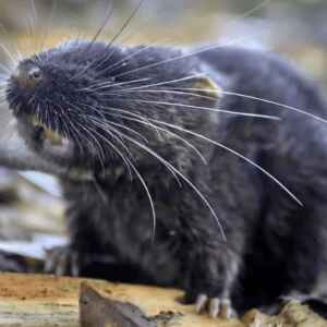 “Rato anfíbio” está entre as 27 novas espécies descobertas na Amazônia peruana rato