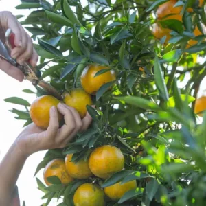 3 formas de adubar árvores frutíferas para turbinar sua colheita caseira 3 formas de adubar árvores frutíferas