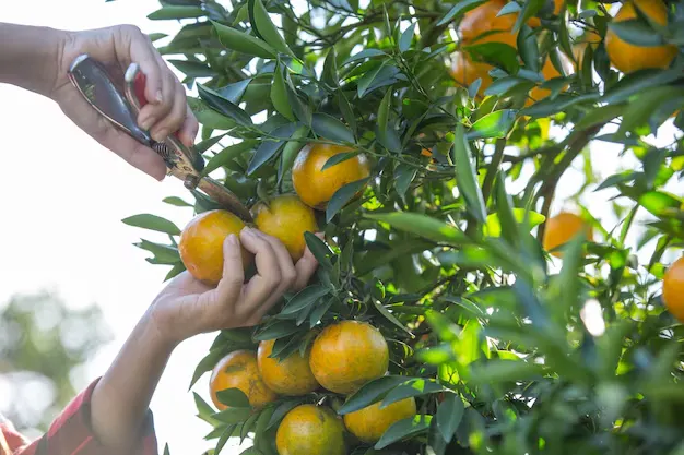 3 formas de adubar árvores frutíferas