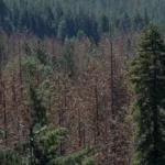 O que o futuro reserva para as florestas em um mundo mais quente e seco? O futuro das florestas em um mundo mais quente e seco é incerto, com desafios significativos para a biodiversidade e a saúde dos ecossistemas