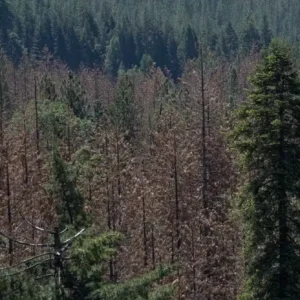 O que o futuro reserva para as florestas em um mundo mais quente e seco? O futuro das florestas em um mundo mais quente e seco é incerto, com desafios significativos para a biodiversidade e a saúde dos ecossistemas