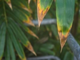 Como salvar uma planta que está perdendo suas folhas