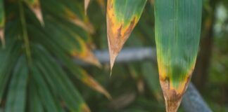 Como salvar uma planta que está perdendo suas folhas