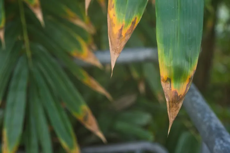 Como salvar uma planta que está perdendo suas folhas