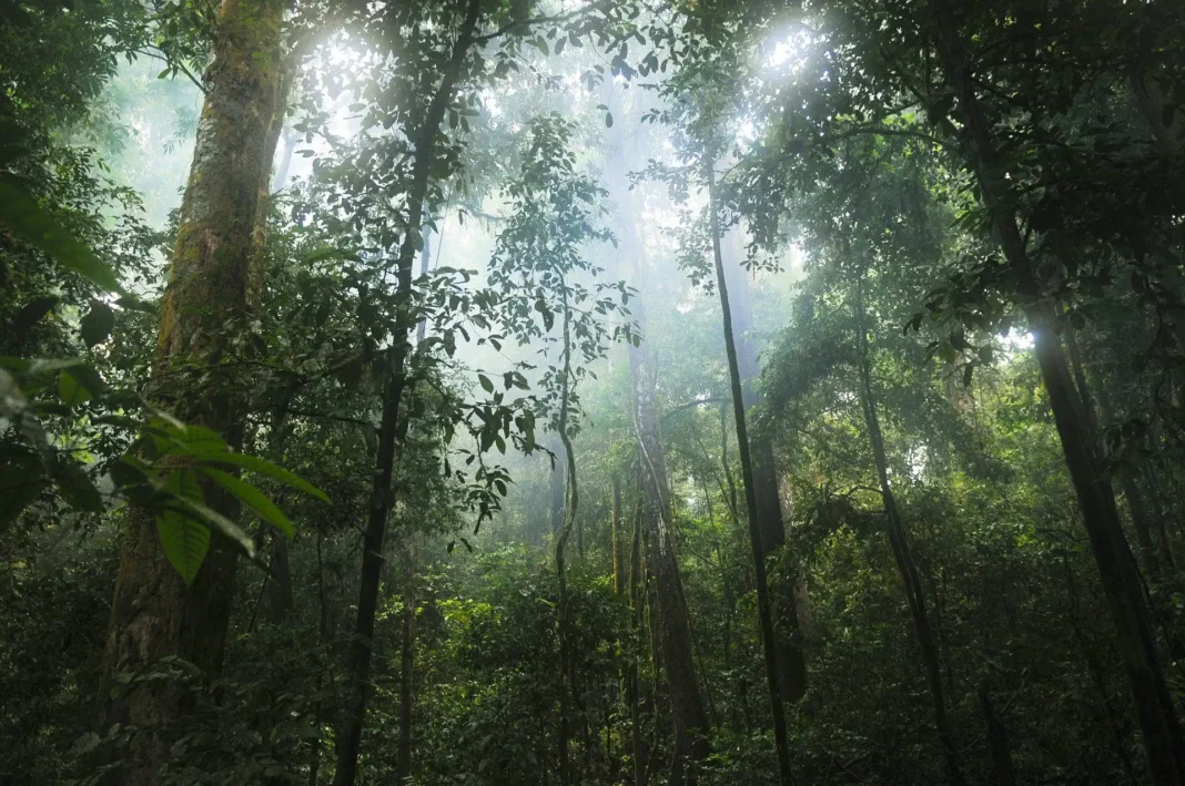 Florestas tropicais estruturalmente intactas e minimamente perturbadas para mais de 16.000 espécie