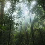 Florestas tropicais estruturalmente intactas e minimamente perturbadas para mais de 16.000 espécie