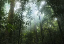 Florestas tropicais estruturalmente intactas e minimamente perturbadas para mais de 16.000 espécie