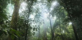 Florestas tropicais estruturalmente intactas e minimamente perturbadas para mais de 16.000 espécie