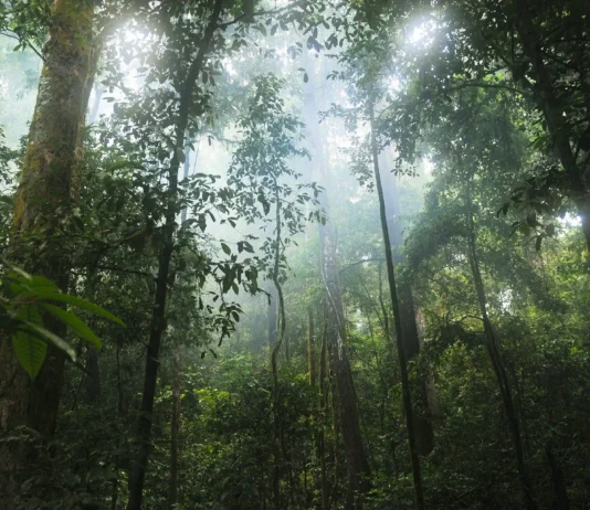 Florestas tropicais estruturalmente intactas e minimamente perturbadas para mais de 16.000 espécie