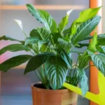 Lírio da Paz - Foto by Freepik