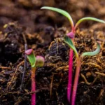 Guerra aérea da Terra Por que a vida vegetal na Terra demorou tanto para surgir?