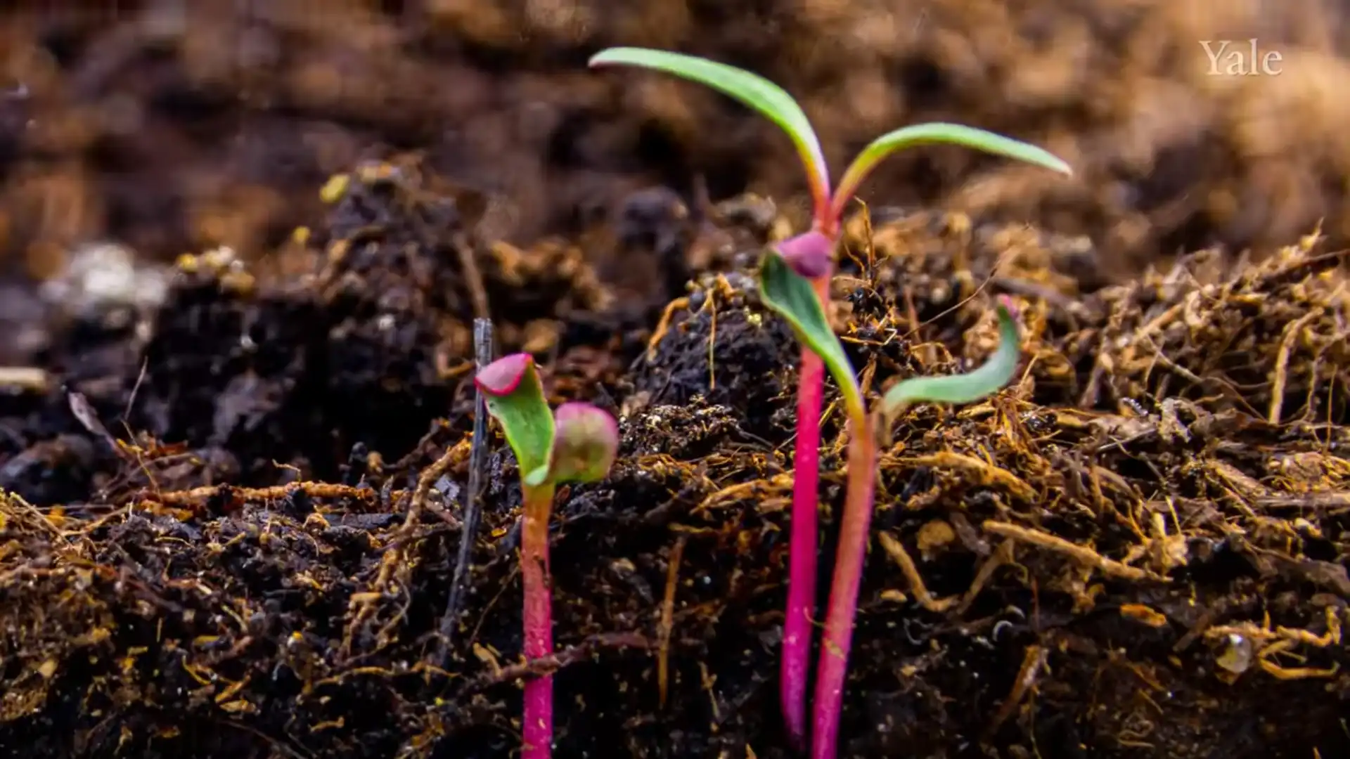 Por que a vida vegetal na Terra demorou tanto para surgir?