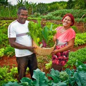 Compras públicas elevam a renda de agricultores familiares em até 106% renda