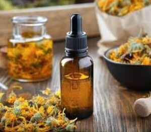 Pesquisadores da Uepa investigam fármacos derivados de sementes amazônicas para tratamento de feridas uepa